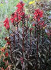 Lobelia-cardinalis-Queen-Victoria